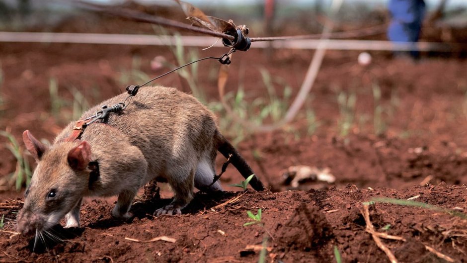 Гамбийская крыса (Cricetomys gambianus