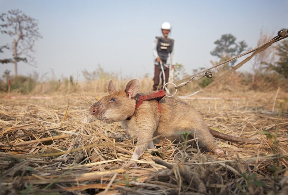 Гигантская хомяковая крыса