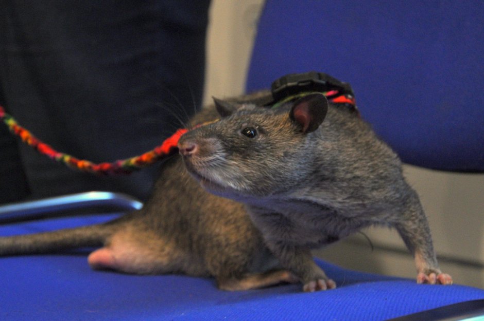 Крысы друзья