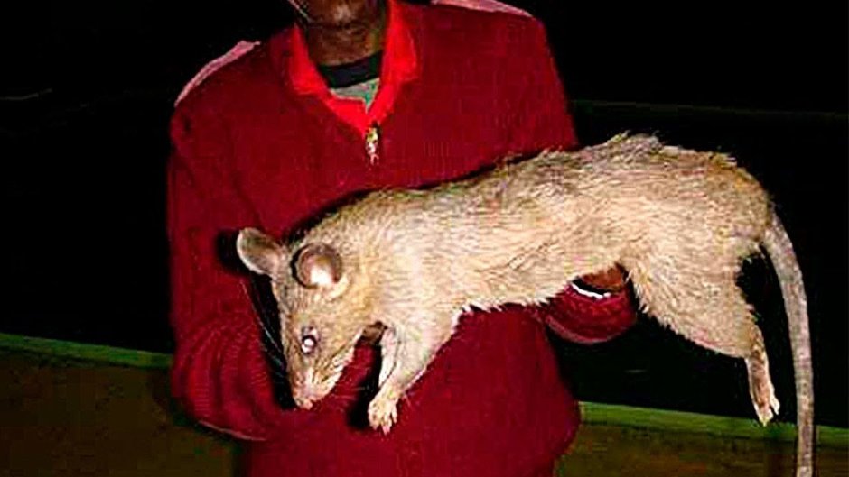 Гигантская Африканская сумчатая крыса