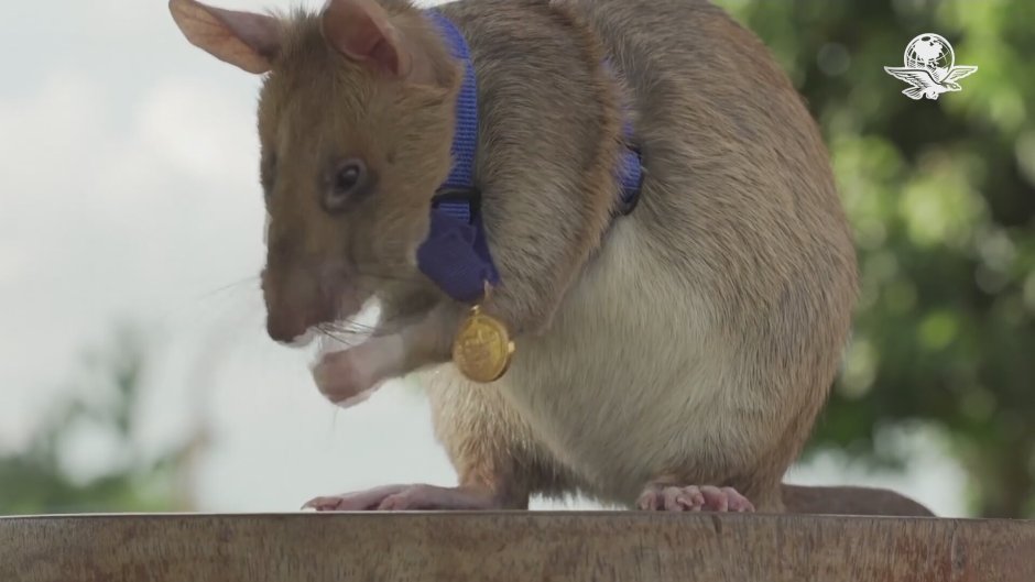 Плачущая крыса