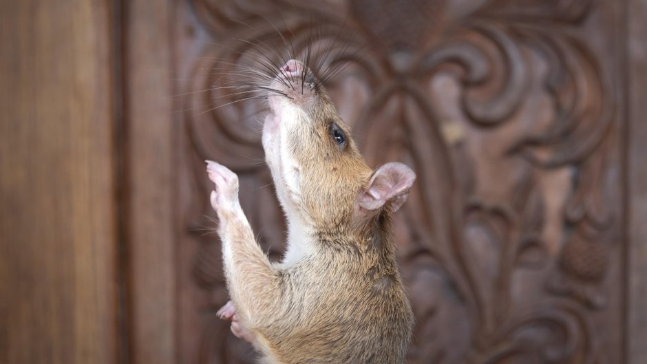 КАЛАМУШИ кенгурумонанд