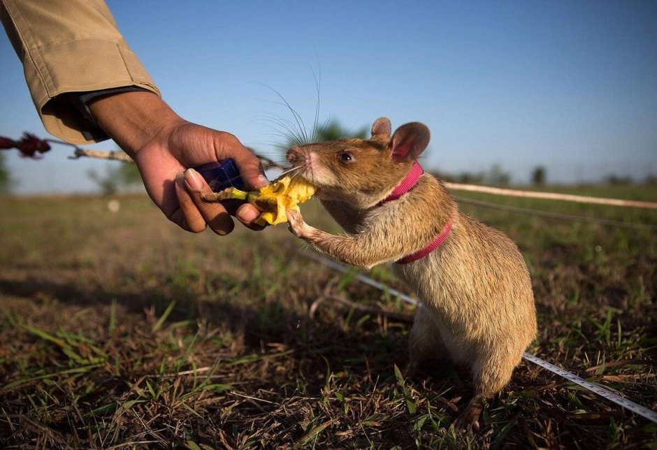 Сумчатые крысы Камбоджа