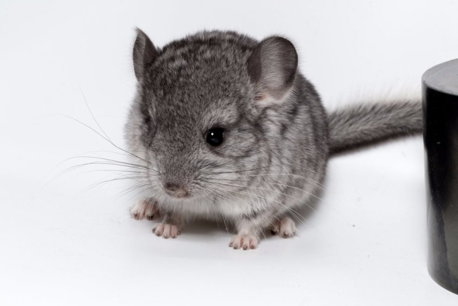 Длиннохвостая шиншилла