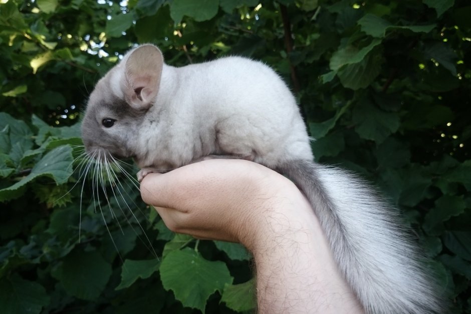 Дикая шиншилла