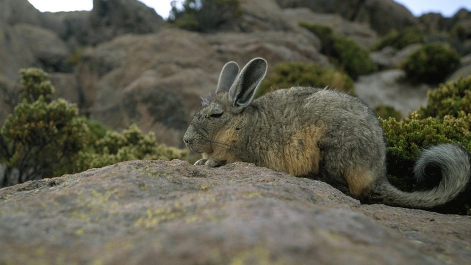 Мордочка шиншиллы