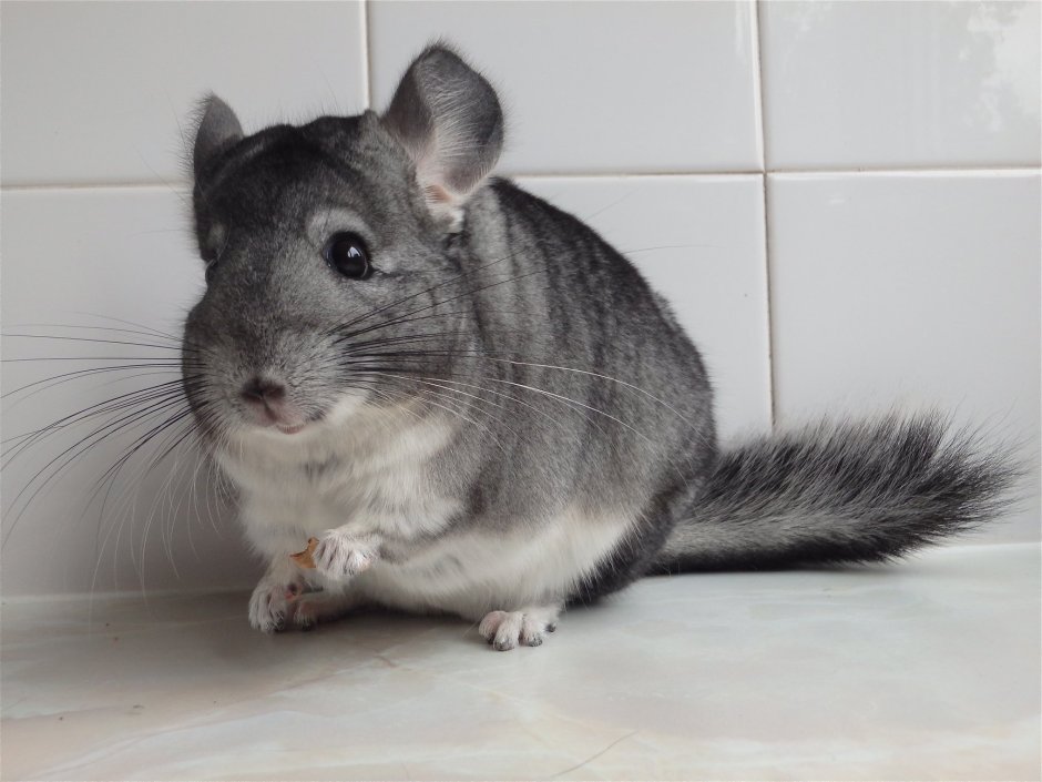 Береговая шиншилла малая длиннохвостая