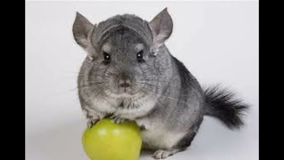 Малая длиннохвостая шиншилла