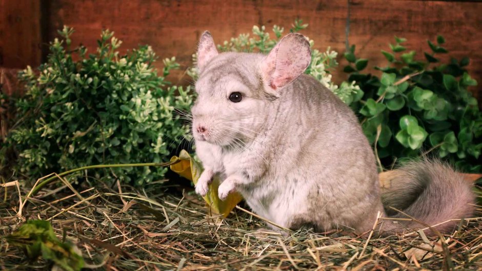 Шиншилла Южная Америка