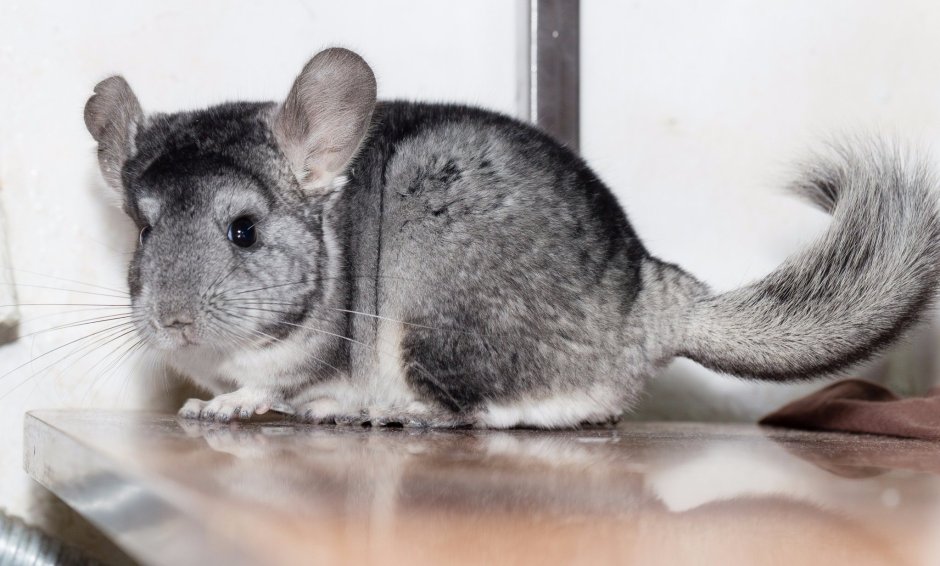 Шиншилла агути