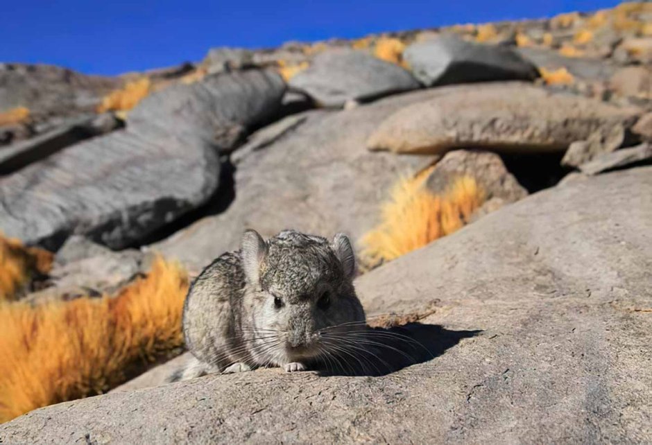 Горная вискаша