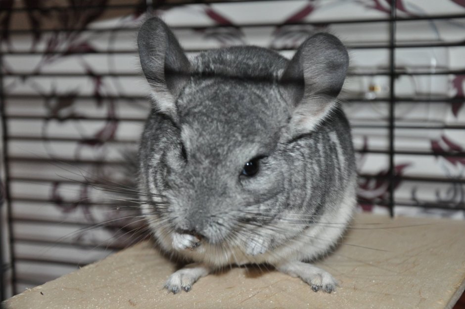 Горная вискаша и шиншилла