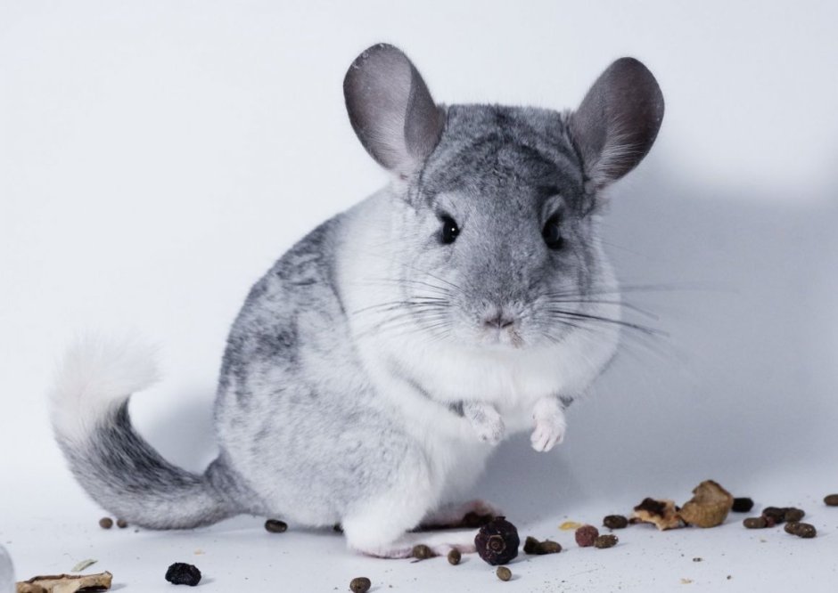 Шиншилла короткохвостая в дикой природе