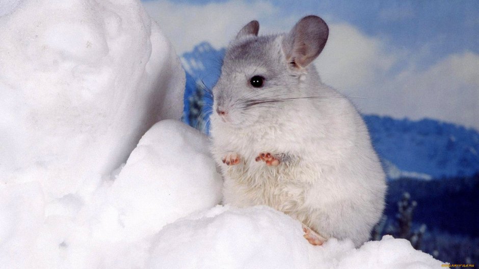 Шиншилловая крыса