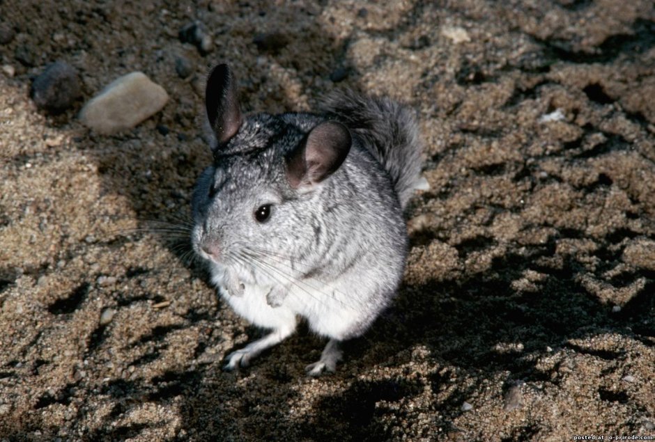 Дикая шиншилла