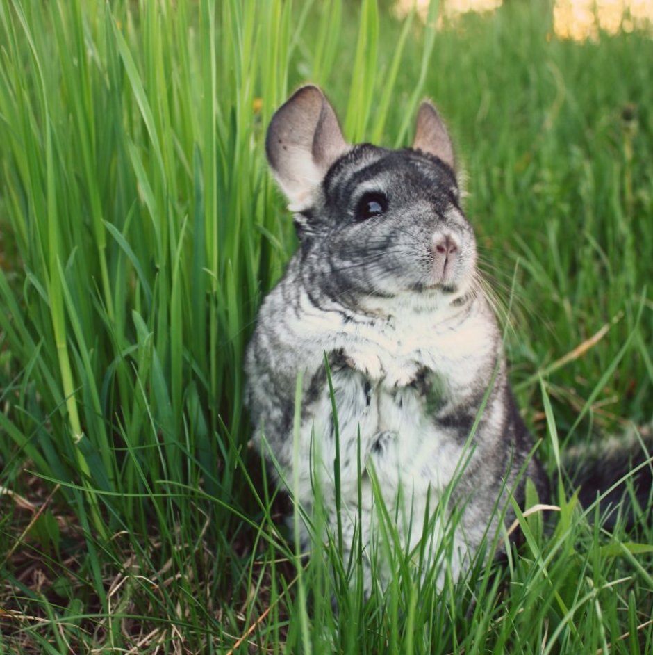 Агути вискаша