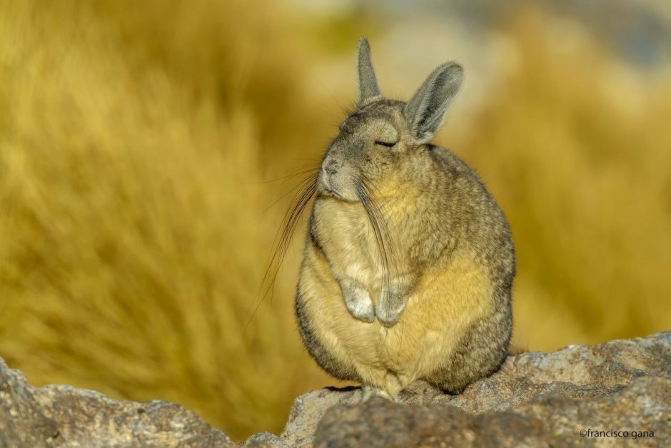 Картинки шиншиллы