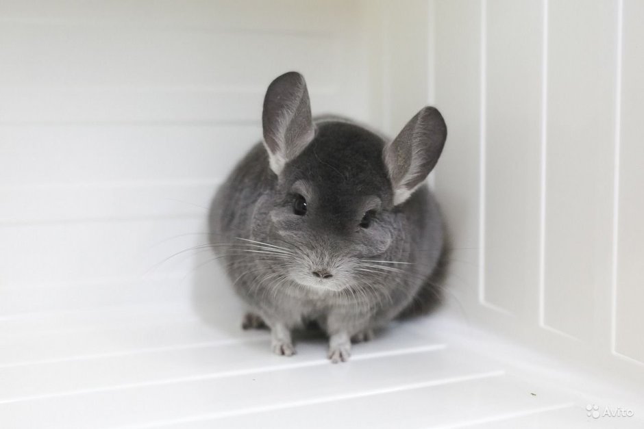 Шиншилла Мадагаскарская