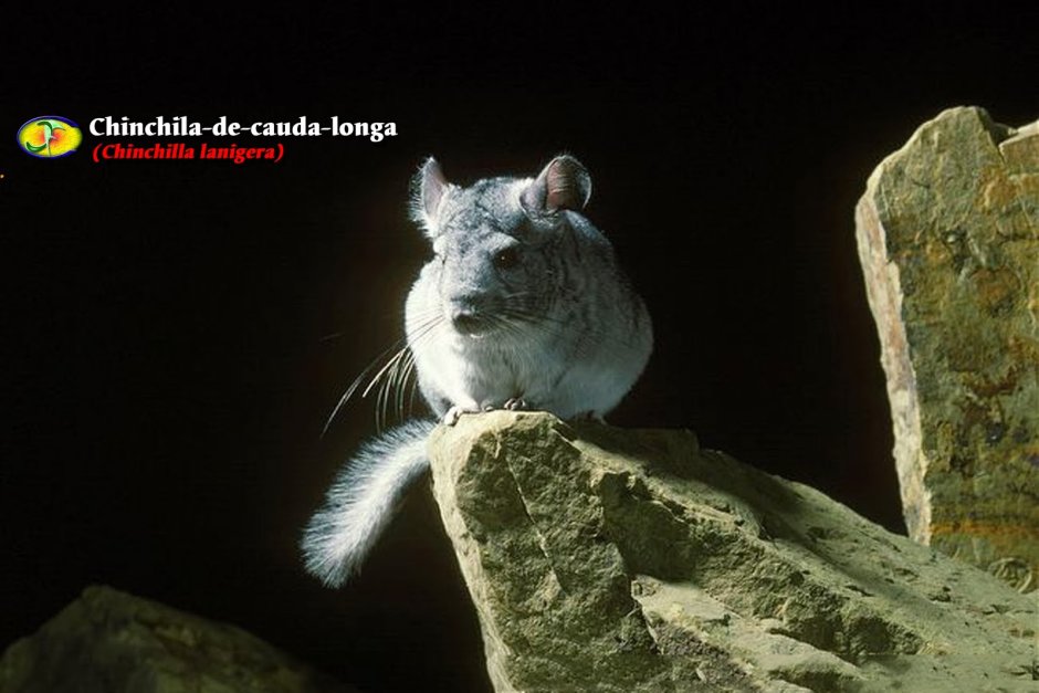 Горная вискаша