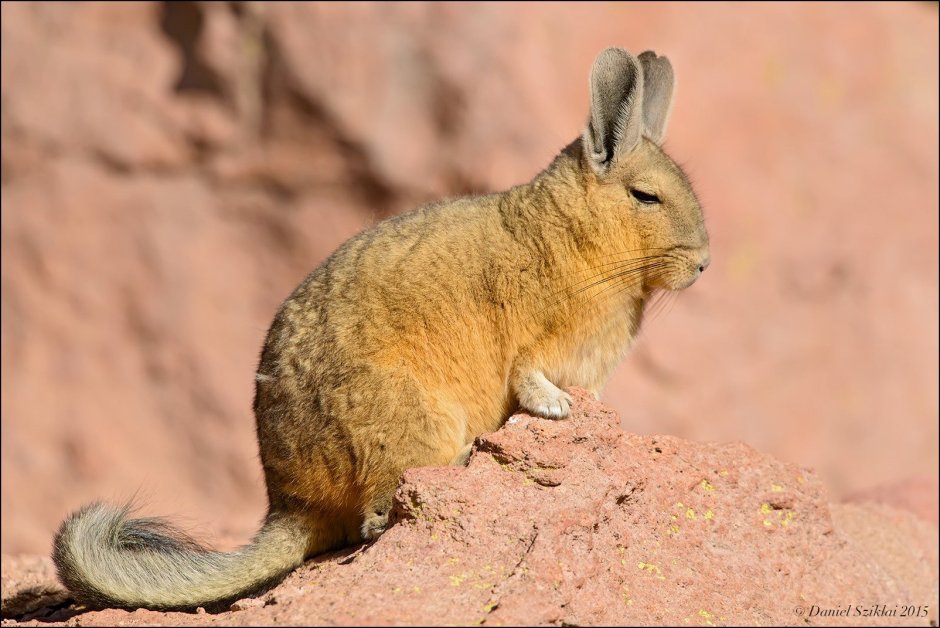 Береговая шиншилла малая длиннохвостая