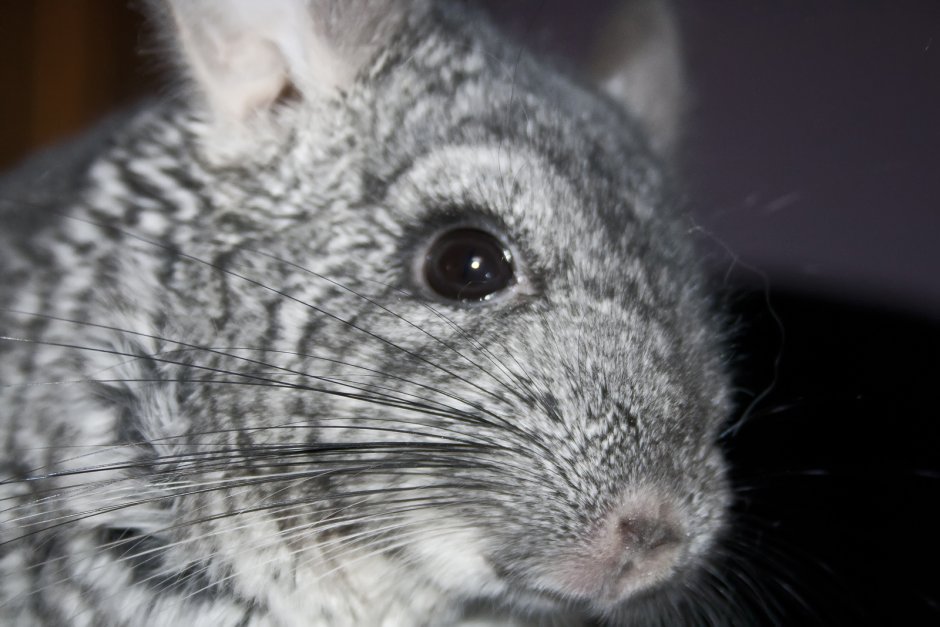 Шиншилла Мадагаскарская