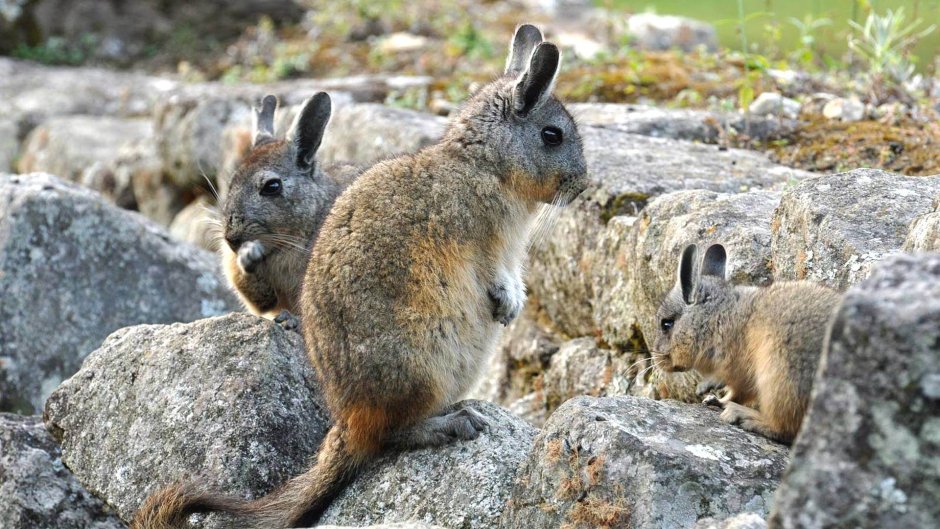 Красная шиншилла