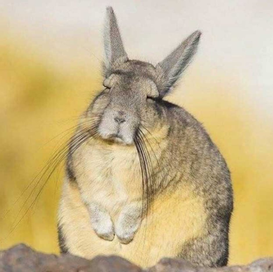 Горная вискаша и шиншилла