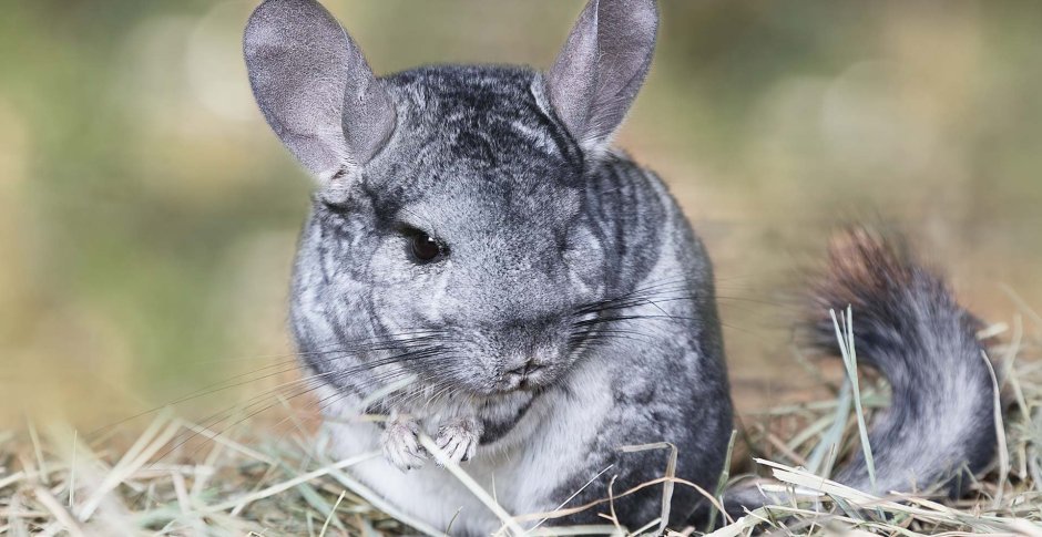 Картинки шиншиллы