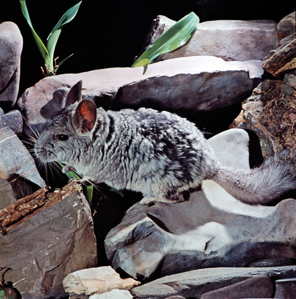 Короткохвостая шиншилла в природе