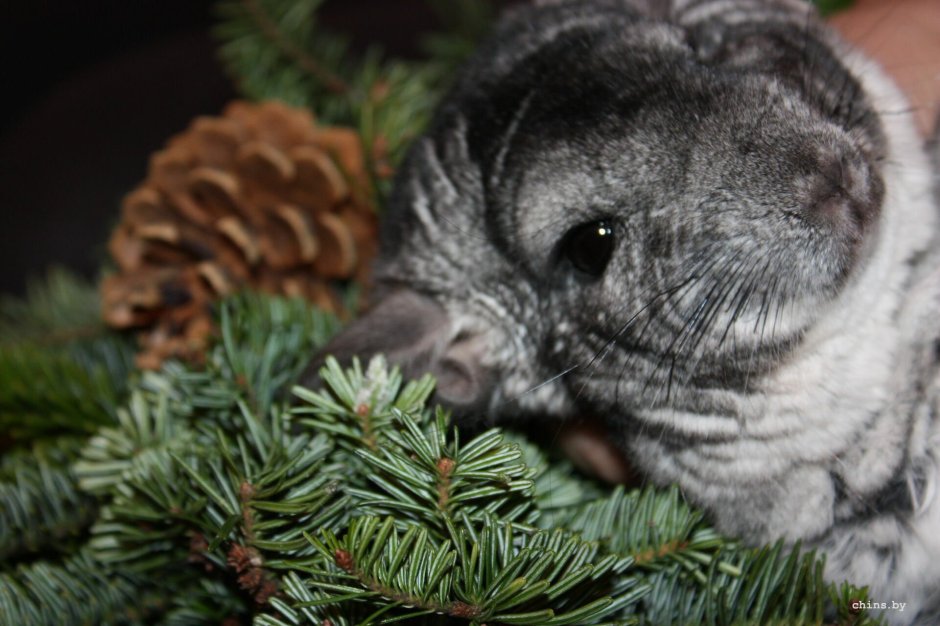 Новогодняя шиншилла