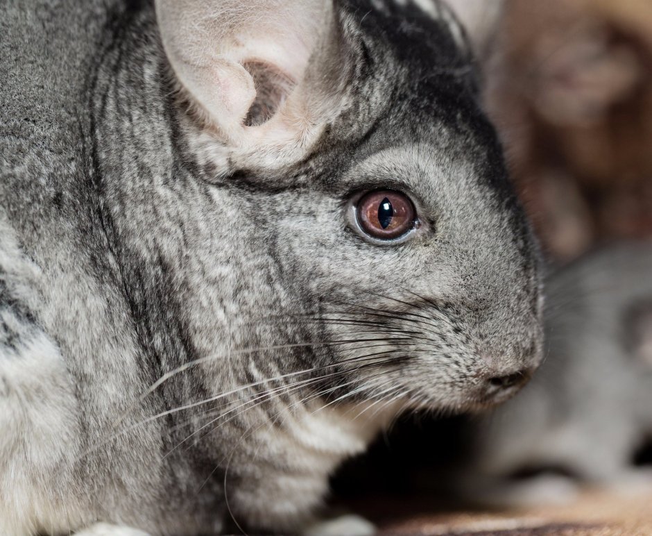 Малая длиннохвостая шиншилла