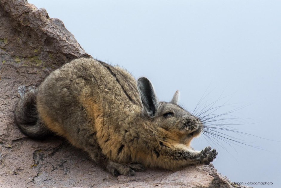 Шарообразная шиншилла