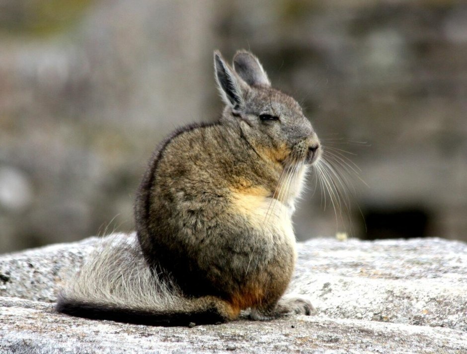 Монгольская пищуха