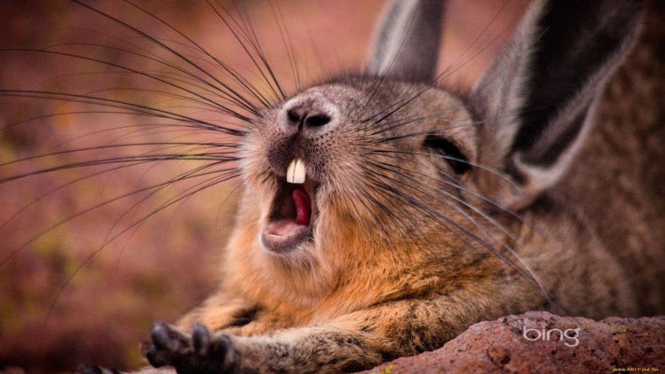 Горная вискаша и шиншилла