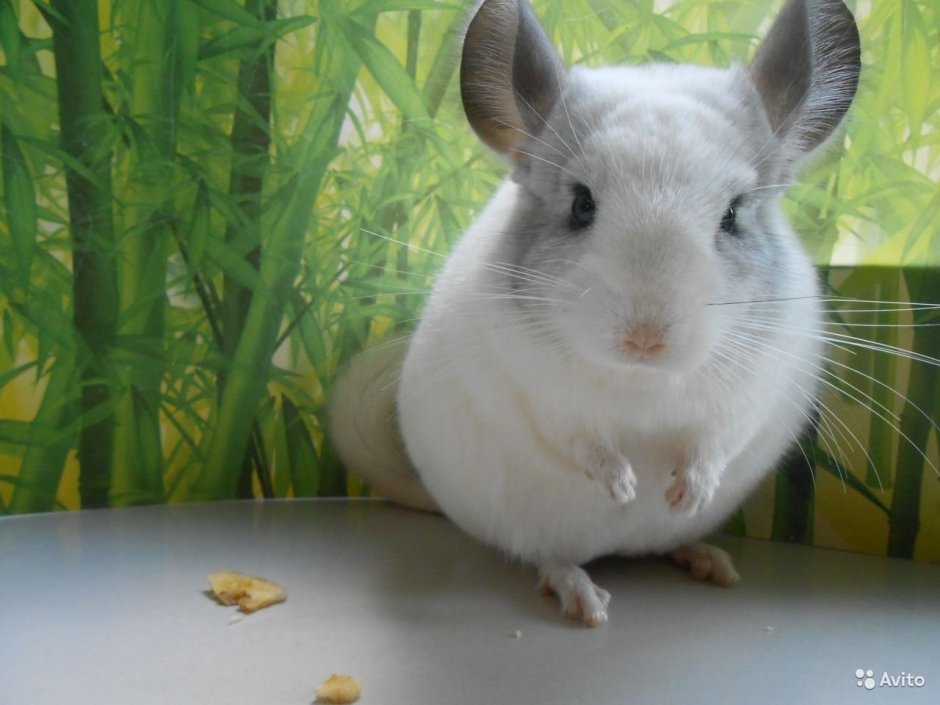 Дикая шиншилла