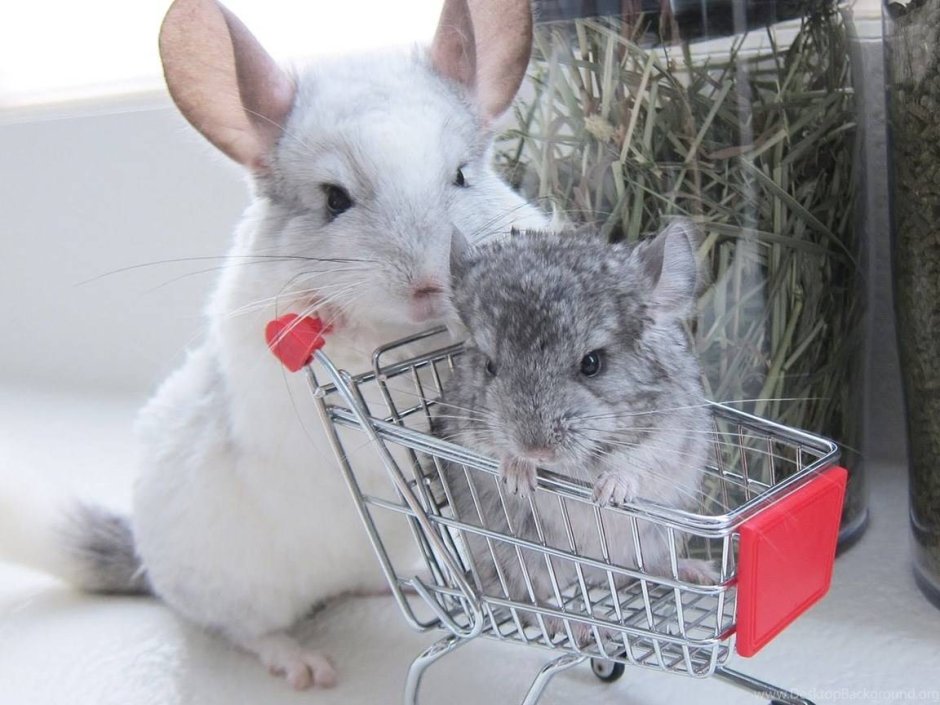 Шиншиллы в дикой природе