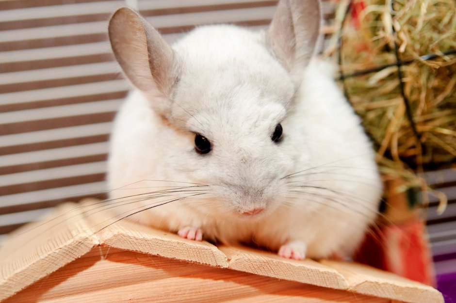 Шиншилла Вильсон