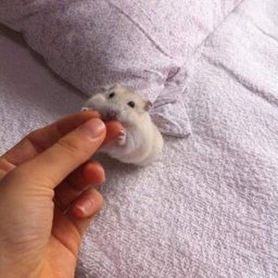 Обои с хомяками