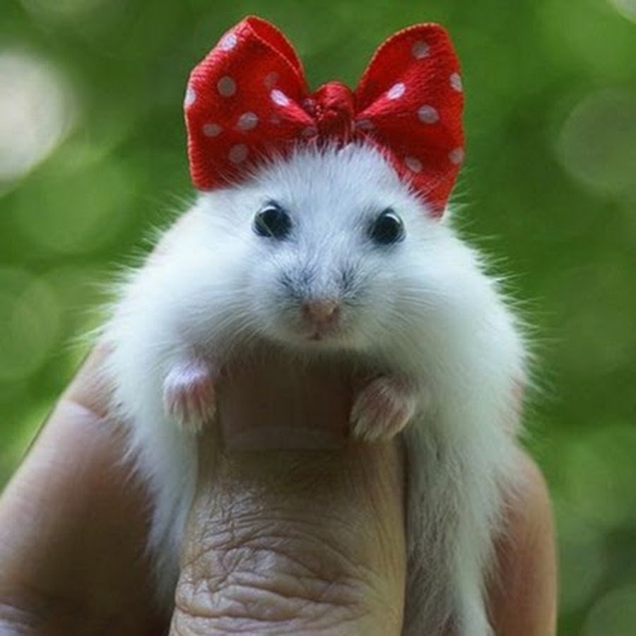 Хомячок с сердечком