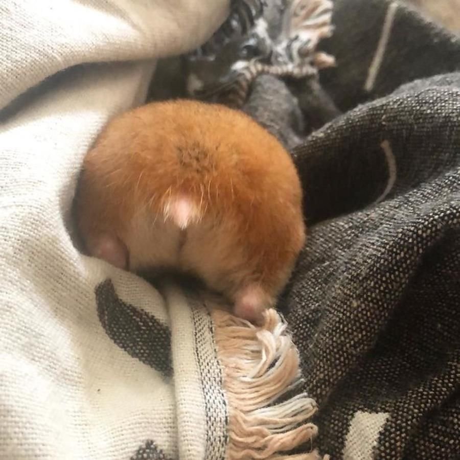 Попа хомячка