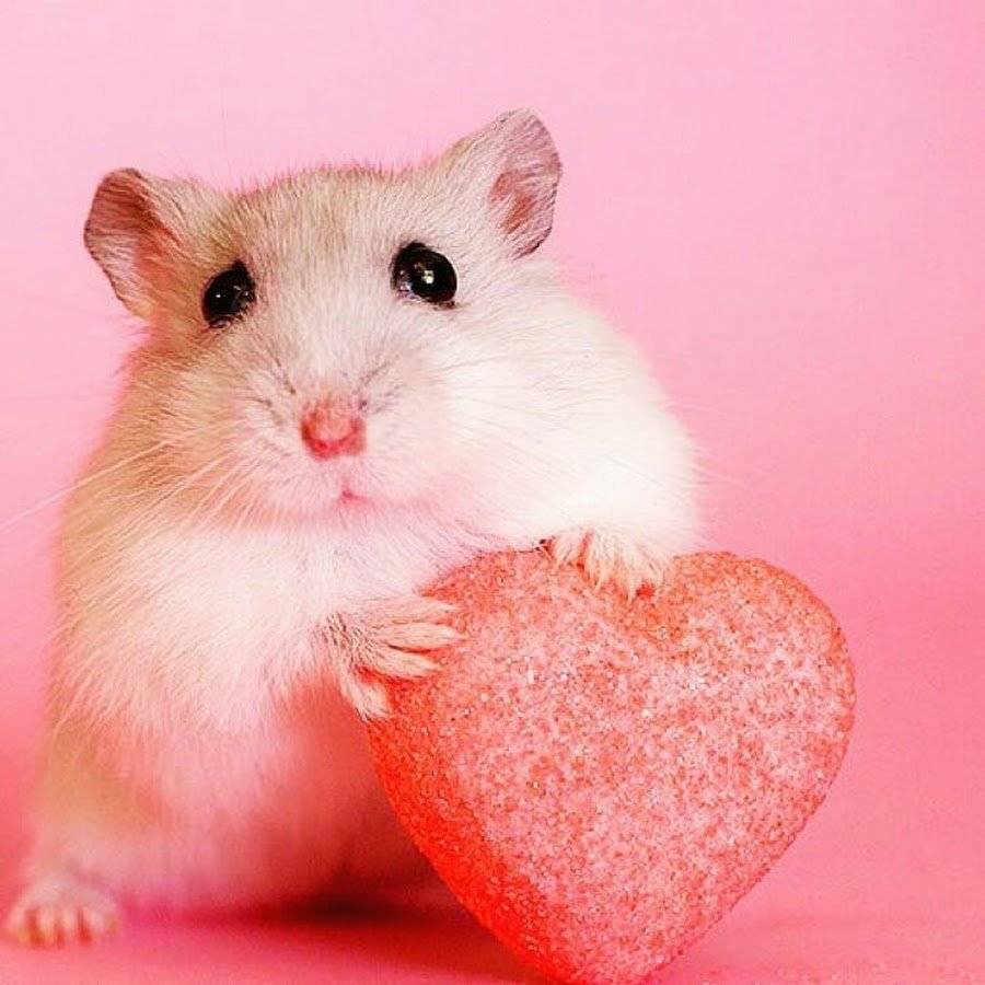 Хомяк угрожает