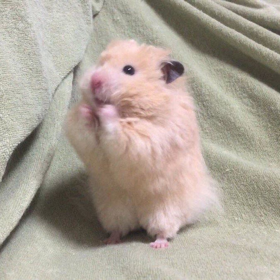 Как видит хомяк окружающий мир своими глазами