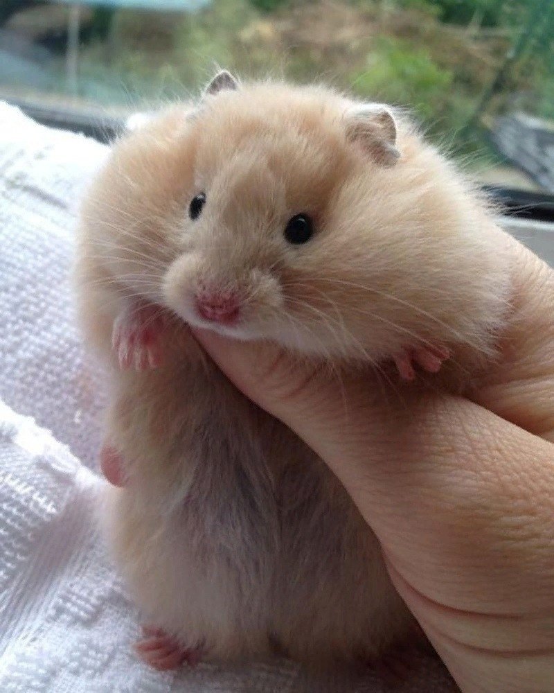 Милые прикольные хомячки