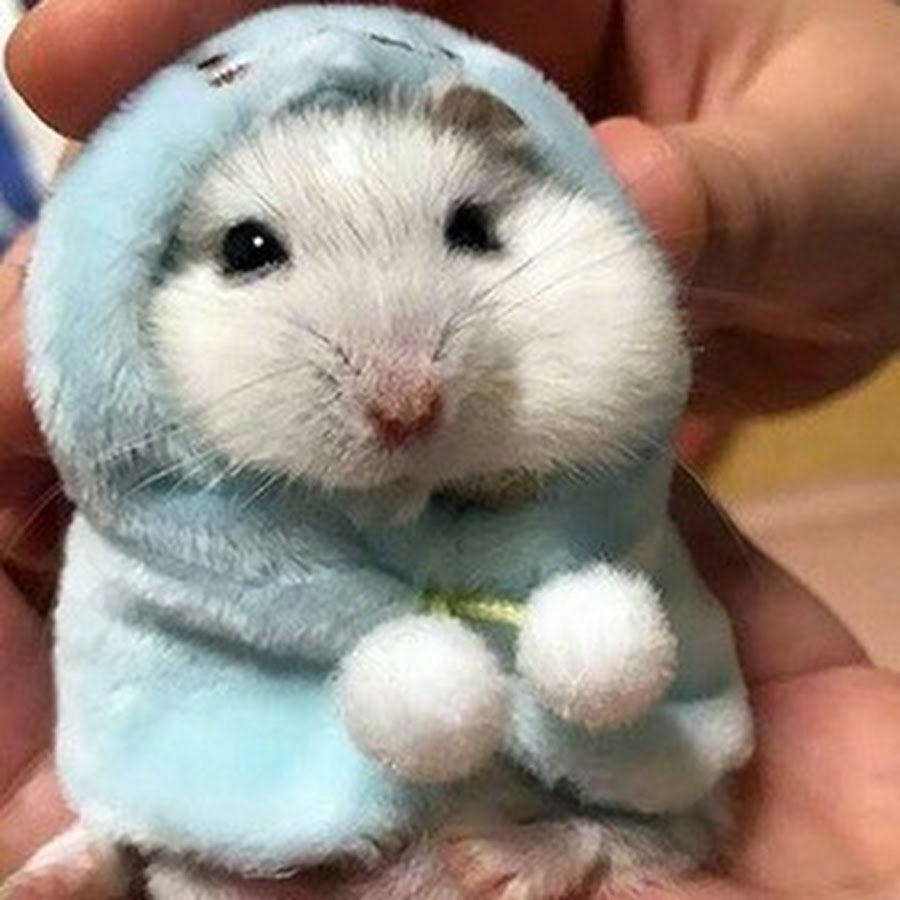 Крутая морская Свинка