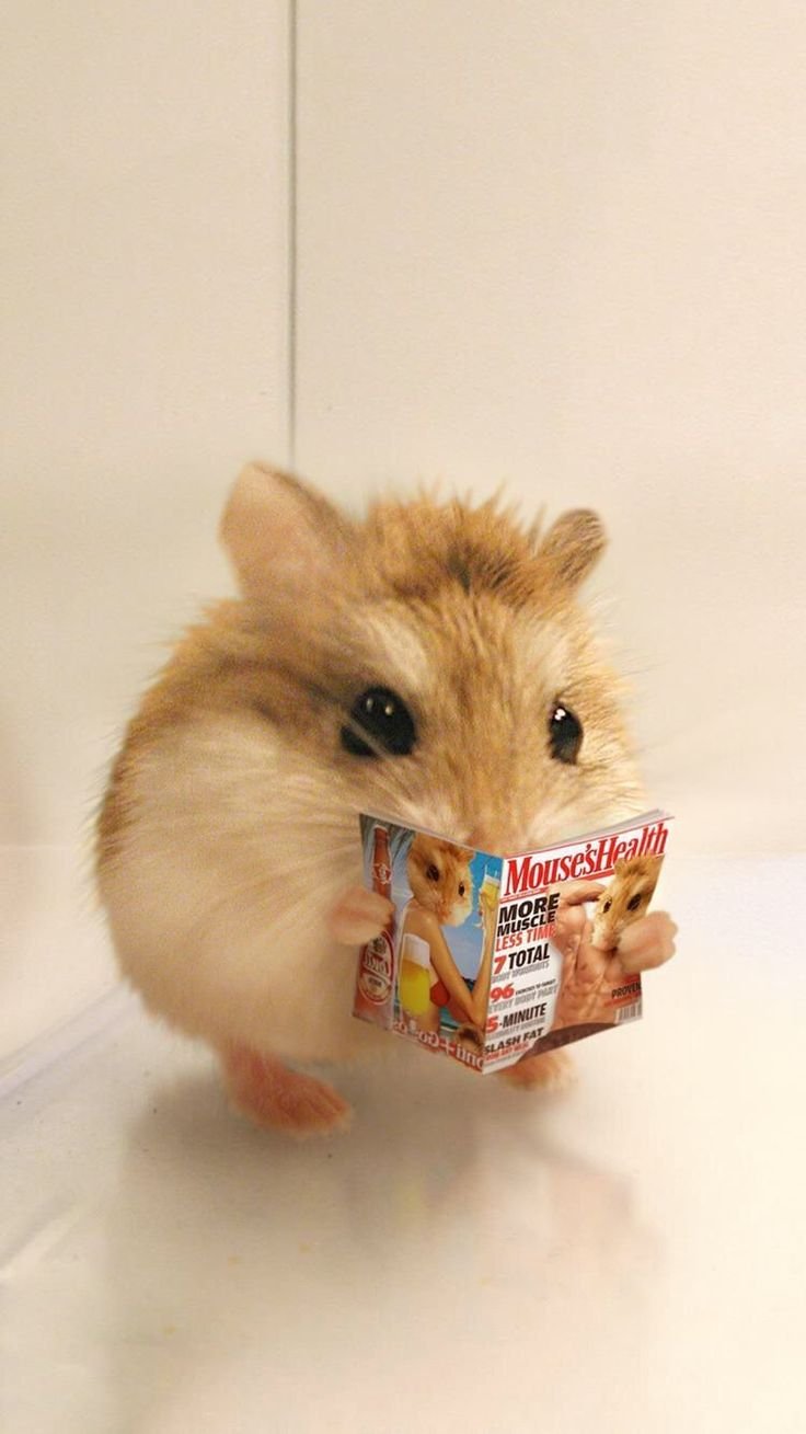 Орущий хомяк