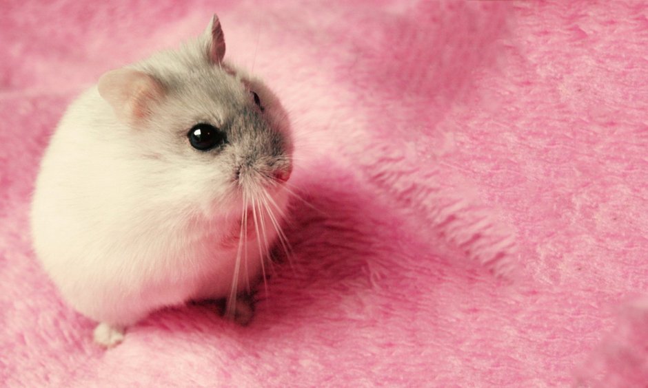 Джунгарский хомяк белый с серой полоской