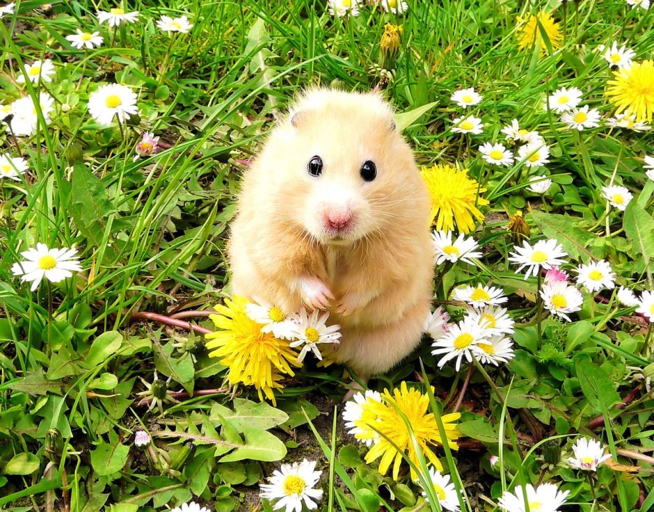 Хомячок Роборовского белый