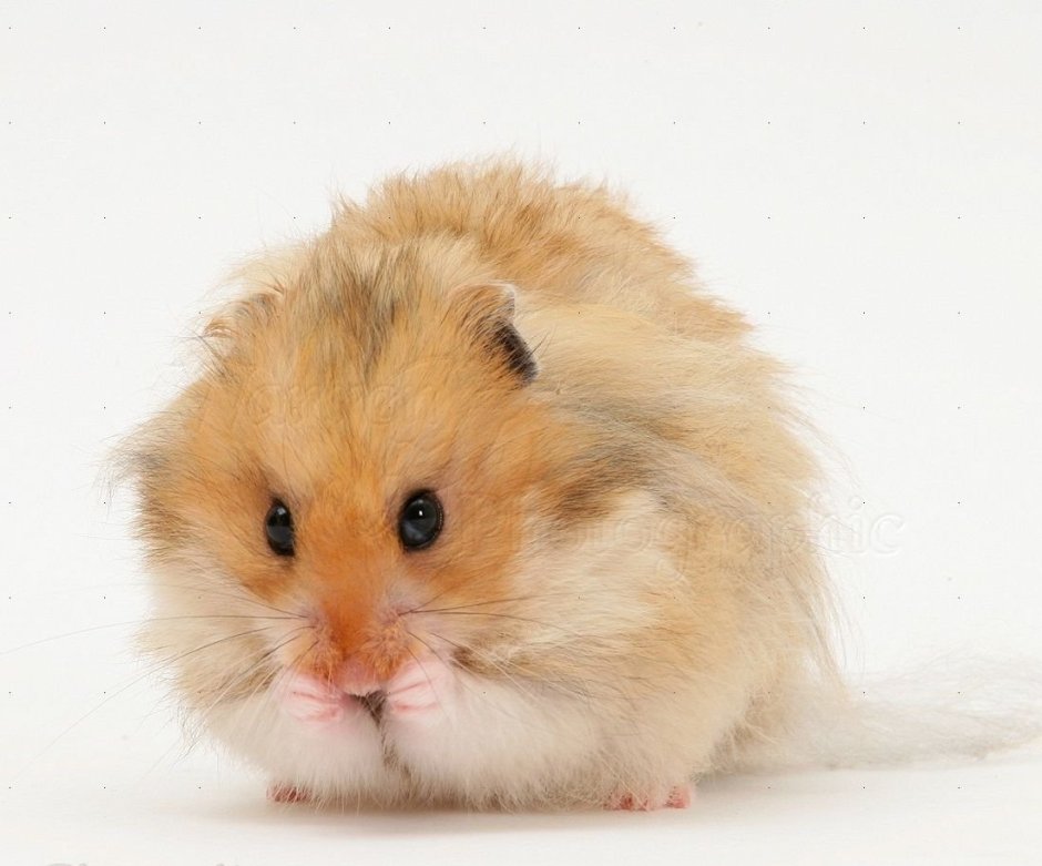 Джунгарский розовый хомячок