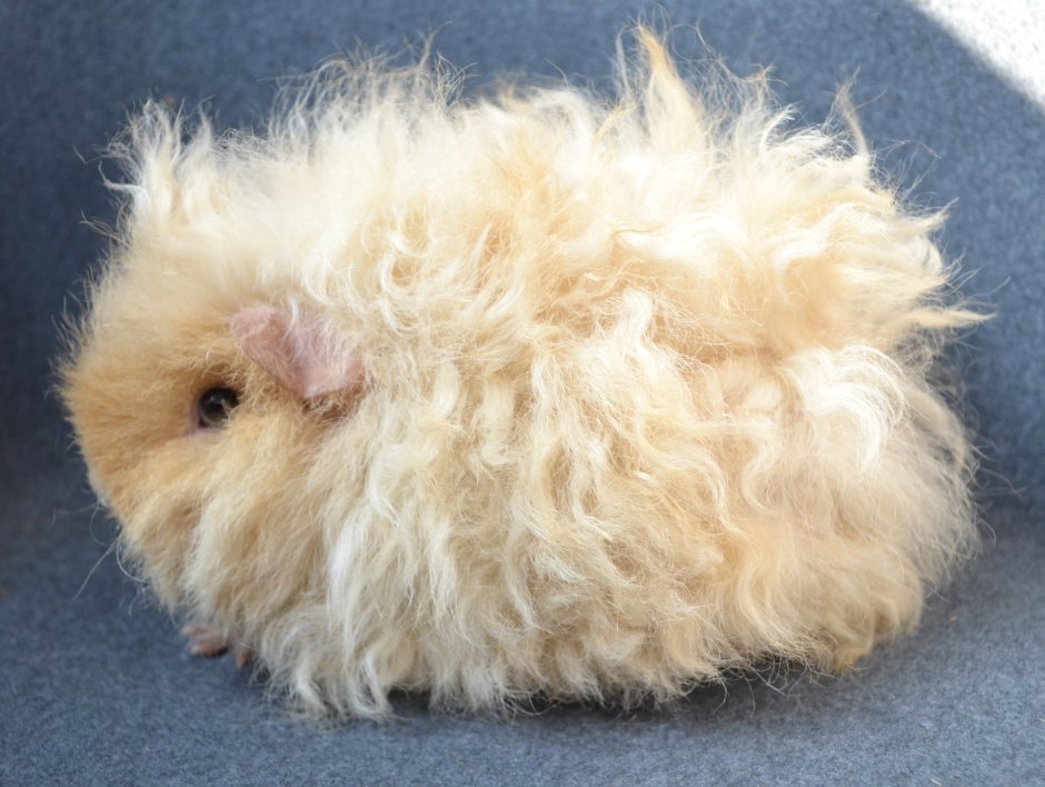 Милый хомячок