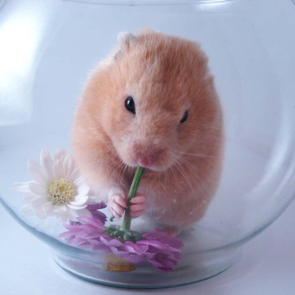 Хомяк в руке